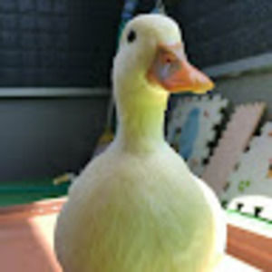 Meet your Posher, Sebastian